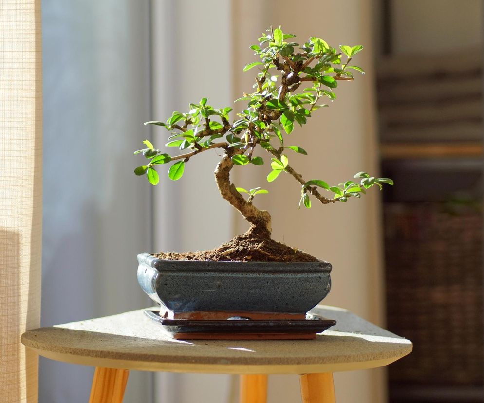 Drzewko bonsai 