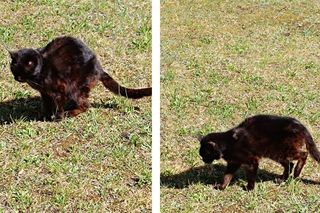 Jak pomóc bezdomnemu zwierzęciu w Bydgoszczy? Ludzie mówią: Znieczulica. Strażnik miejski: Jesteśmy przewrażliwieni 