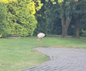 Kajtek bocian podwórkowy