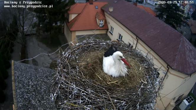 Jest pierwsze jajo w bocianim gnieździe w Przygodzicach!