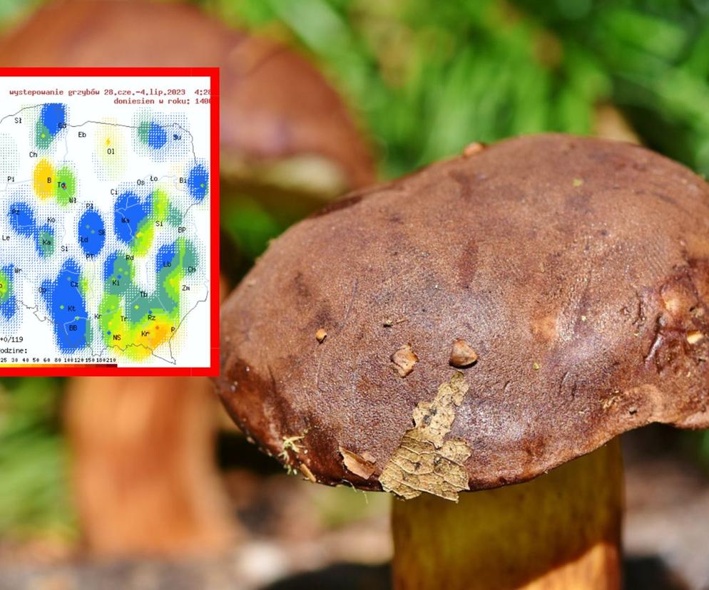 Mapa grzybów 2023. Gdzie teraz rośnie ich najwięcej? 
