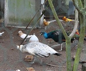 Zginął w wypadku gdy jechał po pawia 