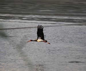 Bocian czarny z Łódzkiego pokonał 6500 km. Poleciał do Nigerii niezwykłym szlakiem