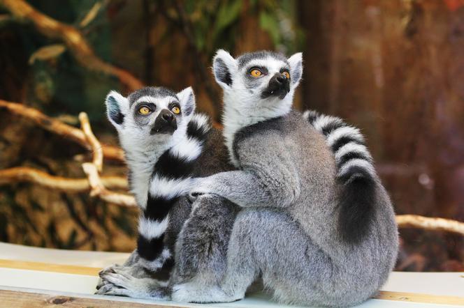 Łódzkie zoo obchodzi 80. urodziny