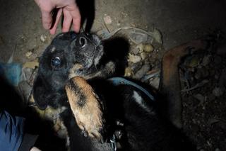 Makabryczne odkrycie pod Tczewem. Zatrzymali 58-latka podejrzanego o znęcanie się nad zwierzętami