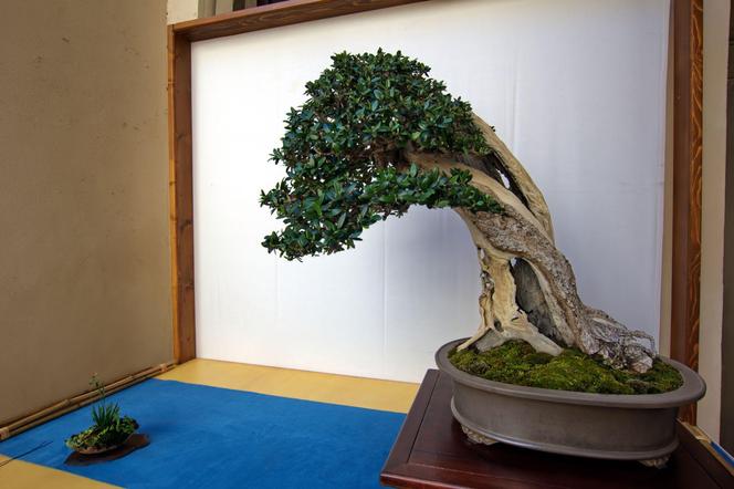 Drzewko bonsai