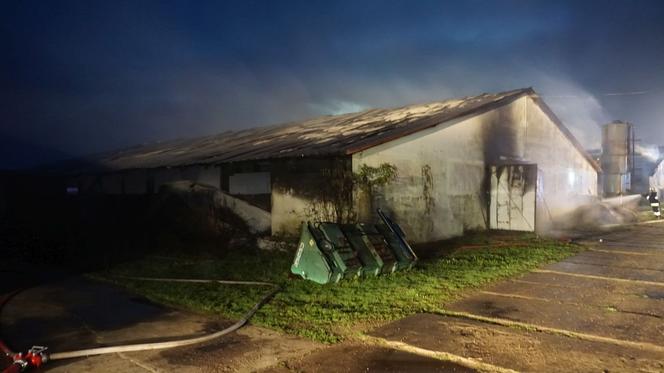 Krzywiec. Pożar kompleksu kurników. Padło 20 tys. sztuk perliczek
