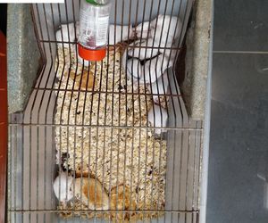 Dramatyczna interwencja w sklepie zoologicznym na Śląsku. Zwierzęta przetrzymywane w skandalicznych warunkach