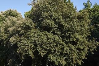 Dąb ostrolistny - Quercus ilex