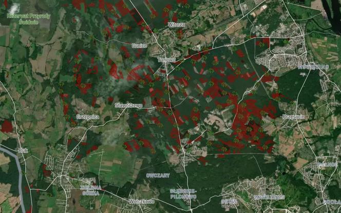 Wycinka lasów w Szczecinie i regionie 