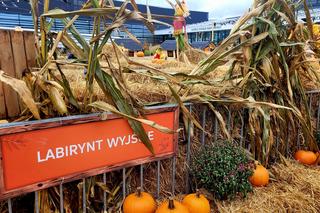 Dyniowy ogród na dachu Galerii Północnej w Warszawie