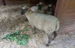 Mini ZOO w Lesznie ma nowych mieszkańców. To owce, konie i osioł