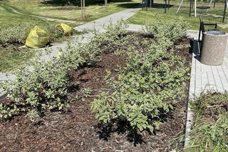 Skwer Jagiellonów w dzielnicy Czarnów w Kielcach