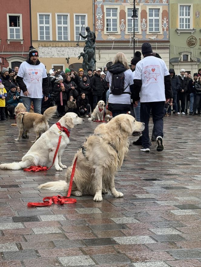 Golden Retriever WOŚP w Poznaniu