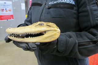Na granicy w Medyce udaremniono przemyt spreparowanej głowy aligatora [ZDJĘCIA]