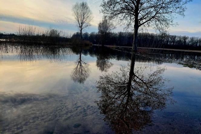 Widowiskowe powodziowe rozlewisko Wisły w Strzyżawie. Piękne, ale niebezpieczne. Woda podchodzi pod domy 