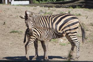 Zebra Chapmana