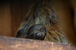 W Orientarium Zoo Łódź urodził się leniwiec