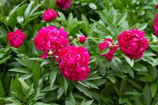Peonie