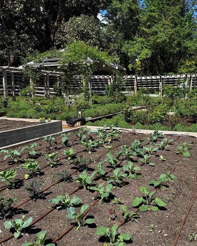 Pamela Anderson handluje ogórkami! Wielki sukces gwiazdy