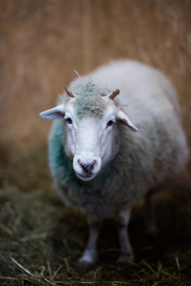 Zostałem mamą Henia