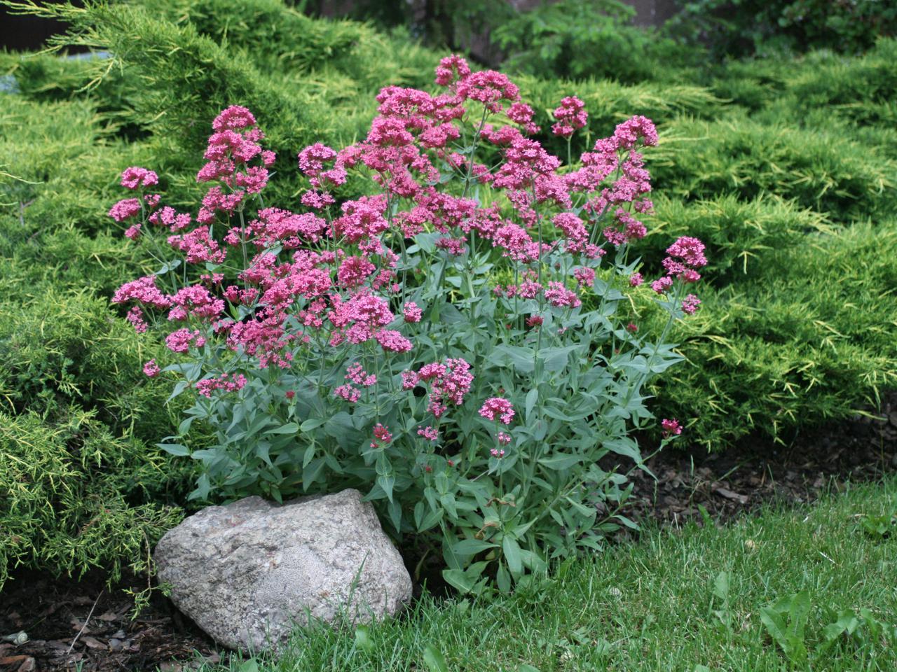 Ostrogowiec czerwony - Centranthus ruber = Valeriana Coccinea