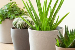 Kwiat aloes - jak pielęgnować? Jak często podlewać aloes? Jak dbać o aloes w domu?