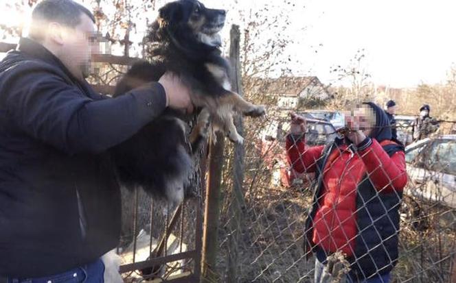 Maltretował psy. Łańcuchy wrastały im w szyję