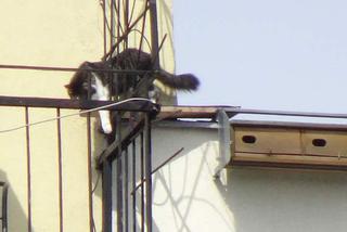 Kot predator polował na dachu wieżowca