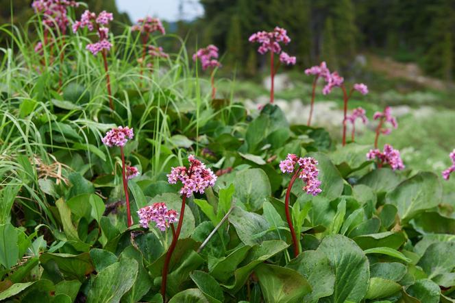 Bergenia sercowata