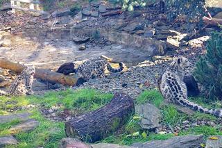 Młode pantery śnieżne - ogłoszenie imion