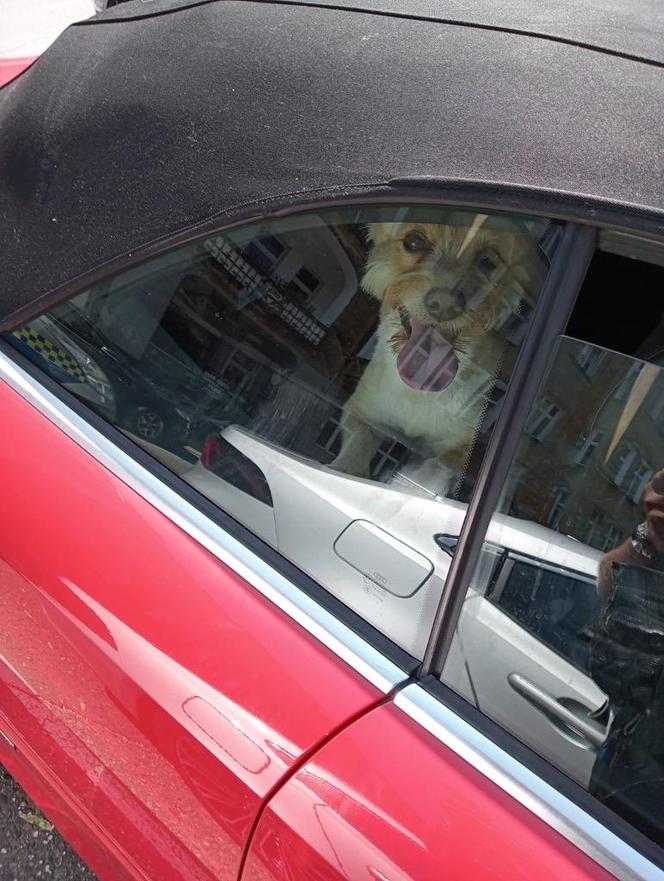 Pies zamknięty w rozgrzanym samochodzie