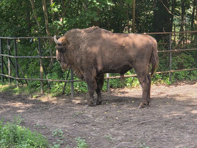 Zaglądamy do mieszkańców bydgoskiego ZOO. Kto mieszka w sercu Myślęcinka?