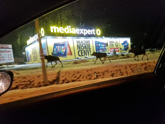 Łosie w środku Białegostoku. Biegały przy Auchan. Doszło do zderzenia