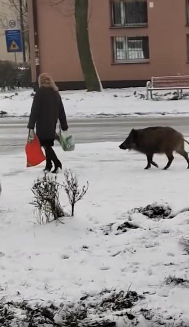 Dziki zaatakowały kobietę w centrum Jaworzna 