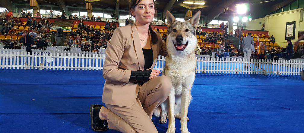 ​Psia elita w Lesznie. W hali Trapez odbyła się XXIV wystawa Champion of Champion's Show