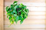 philodendron