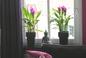 Kurkuma – kwiat doniczkowy. Jak dbać o kurkumę w domu?