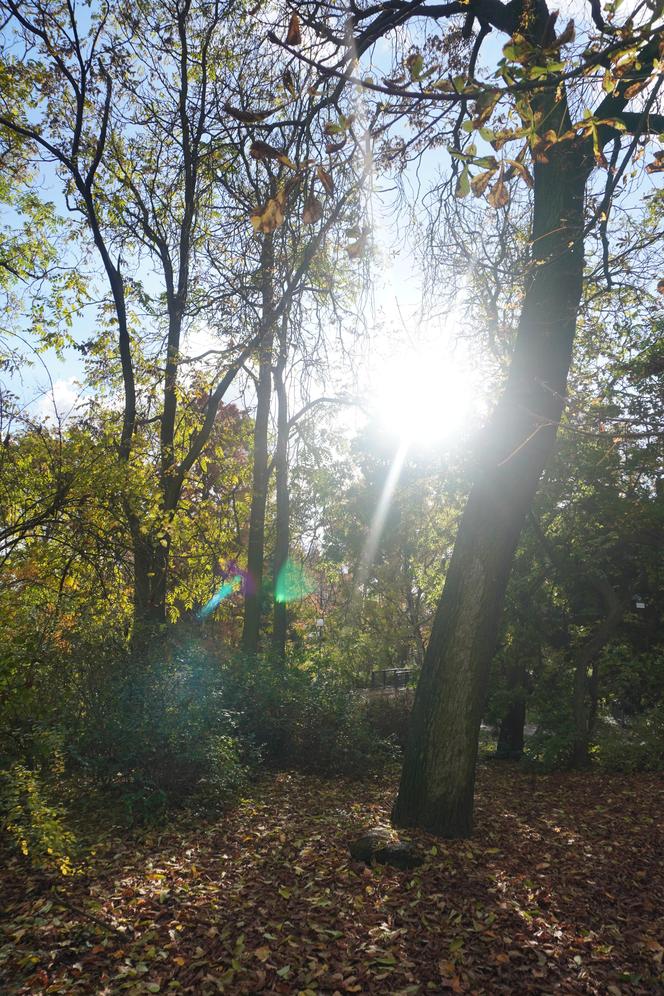 Park Wilsona jesienią