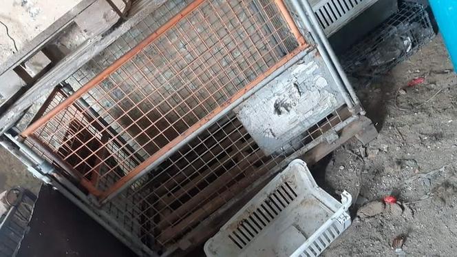 Rozkładające się ciała na posesji znanego weterynarza! Podejrzewam, że zostały podrzucone [WIDEO, ZDJĘCIA]