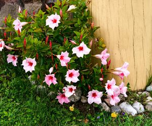 Dipladenia, mandevilla