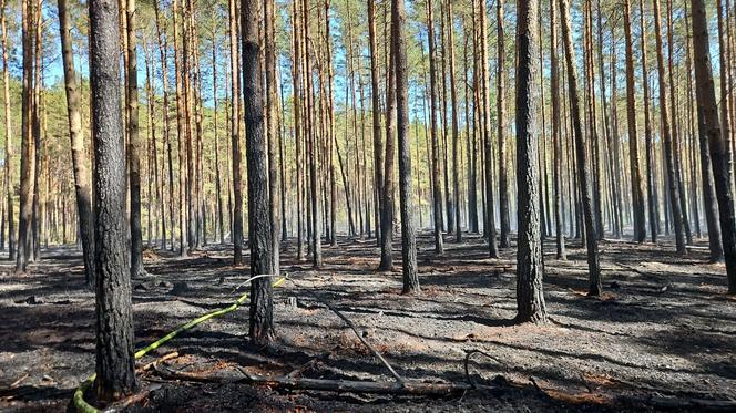 Pożar w Borach Tucholskich. Park Narodowy ostrzega! "Występuje duże zadymienie"