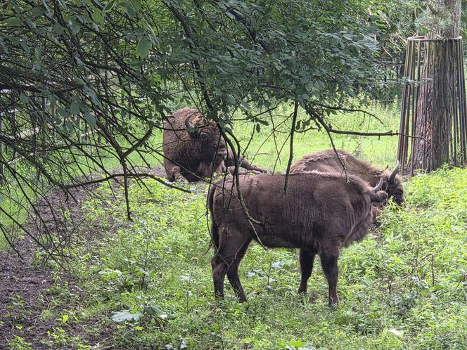 Zaglądamy do mieszkańców bydgoskiego ZOO. Kto mieszka w sercu Myślęcinka?