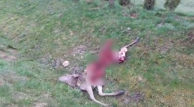 Wili zagryzły jelenia na podwórku w Łobozewie. Tuż obok domu