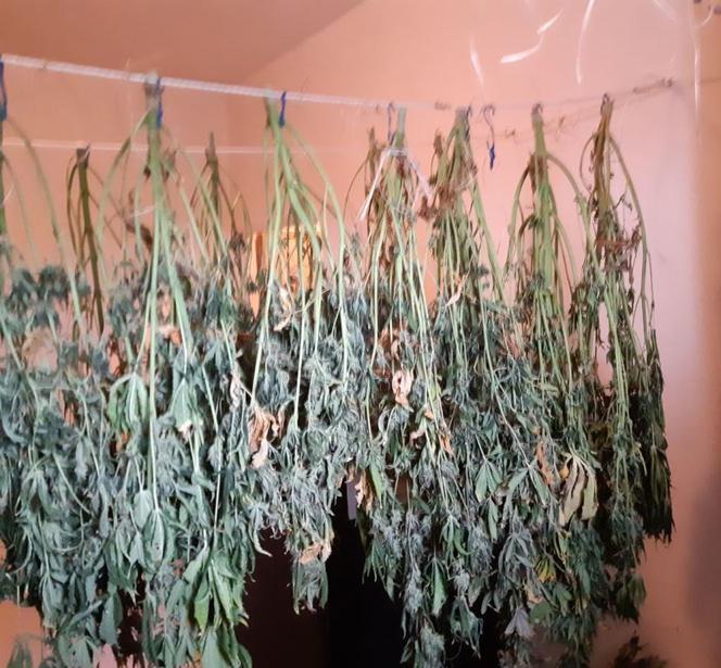 Plantacja konopi indyjskich zlikwidowana. Sukces funkcjonariuszy ze Świecia i Grudziądza