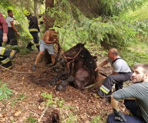 Nietypowe interwencje służb. Strażacy-ochotnicy uratowali stado koni, a strażnicy miejscy sarenki