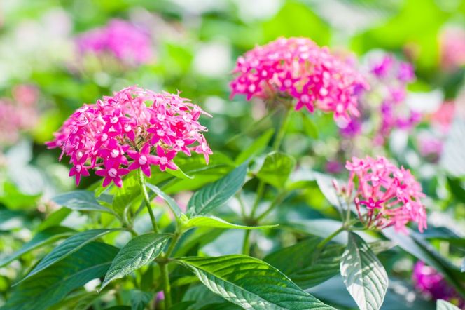 Piątak lancetowaty  - Pentas lanceolata