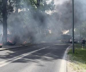 Auto uderzyło w drzewo i stanęło w płomieniach. Spłonęły trzy osoby!