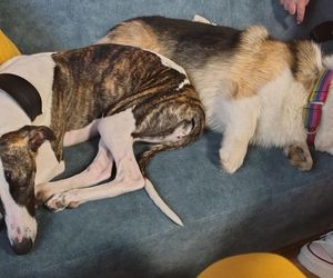 Pierwsza w Polsce kawiarnia z psami Corgi