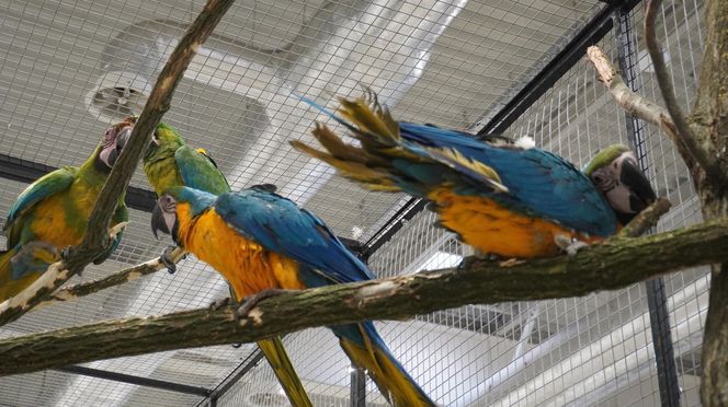 ZOOPARK w Lublinie. „Postawiliśmy na polski las. Chcemy promować nasze zwierzątka”